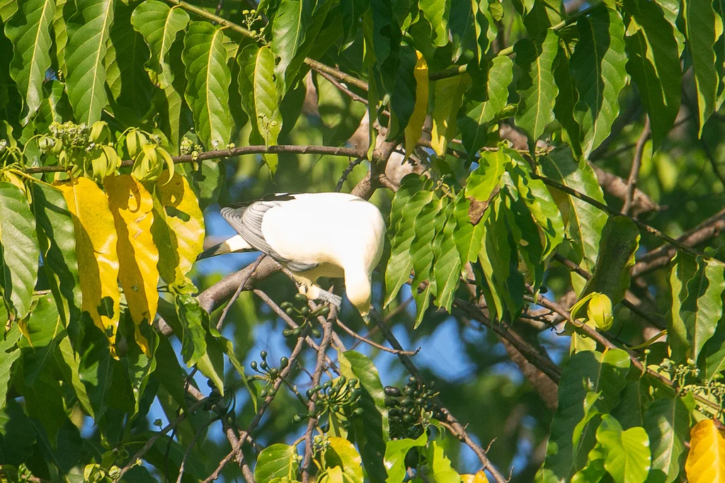苏拉斑皇鸠(Ducula luctuosa)