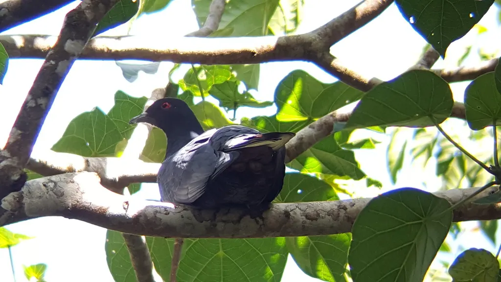 黑皇鸠(Ducula melanochroa)