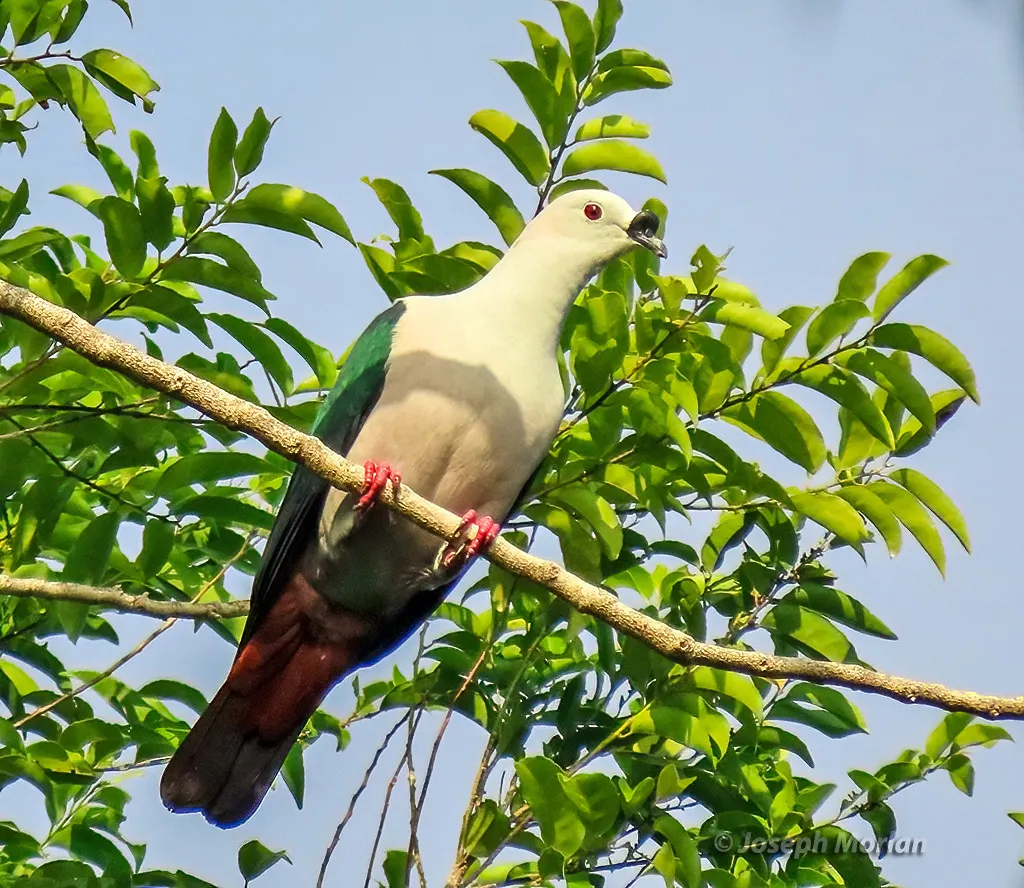 黑疣皇鸠(Ducula myristicivora)