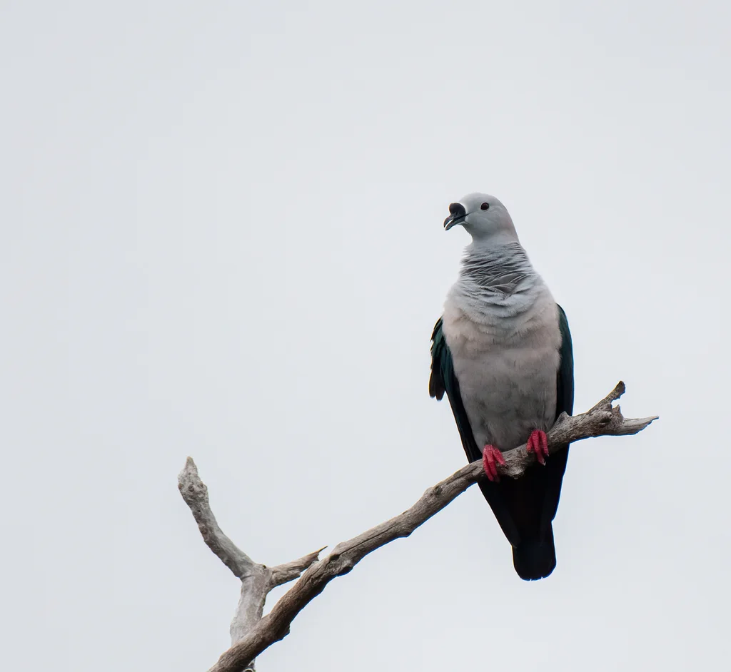 黑疣皇鸠(Ducula myristicivora)