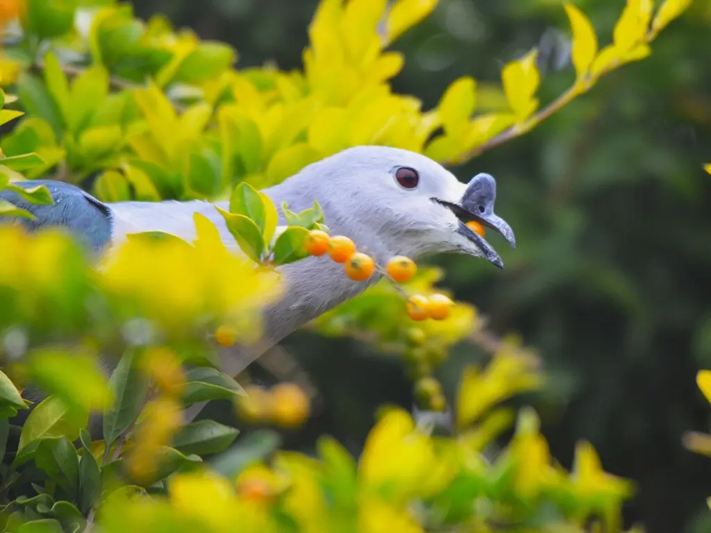 太平洋皇鸠(Ducula pacifica)