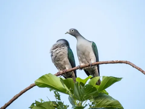 白眼皇鸠