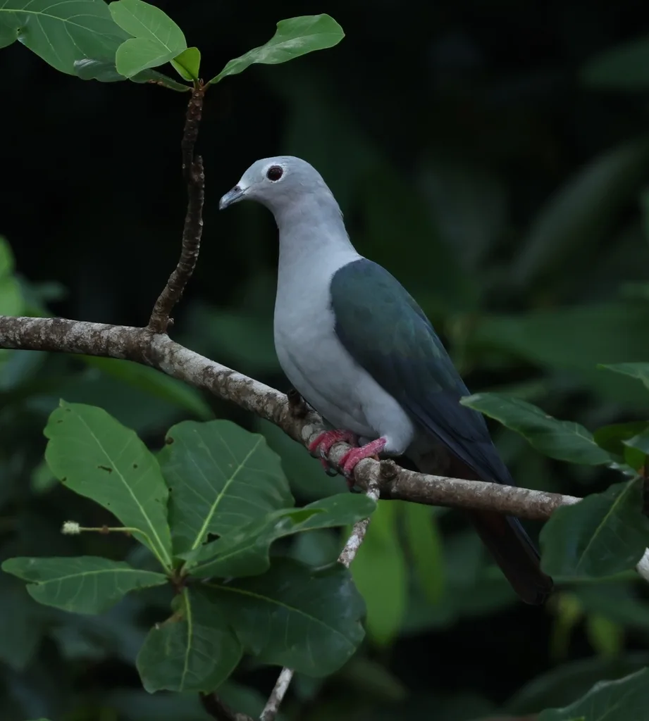 灰皇鸠(Ducula pistrinaria)