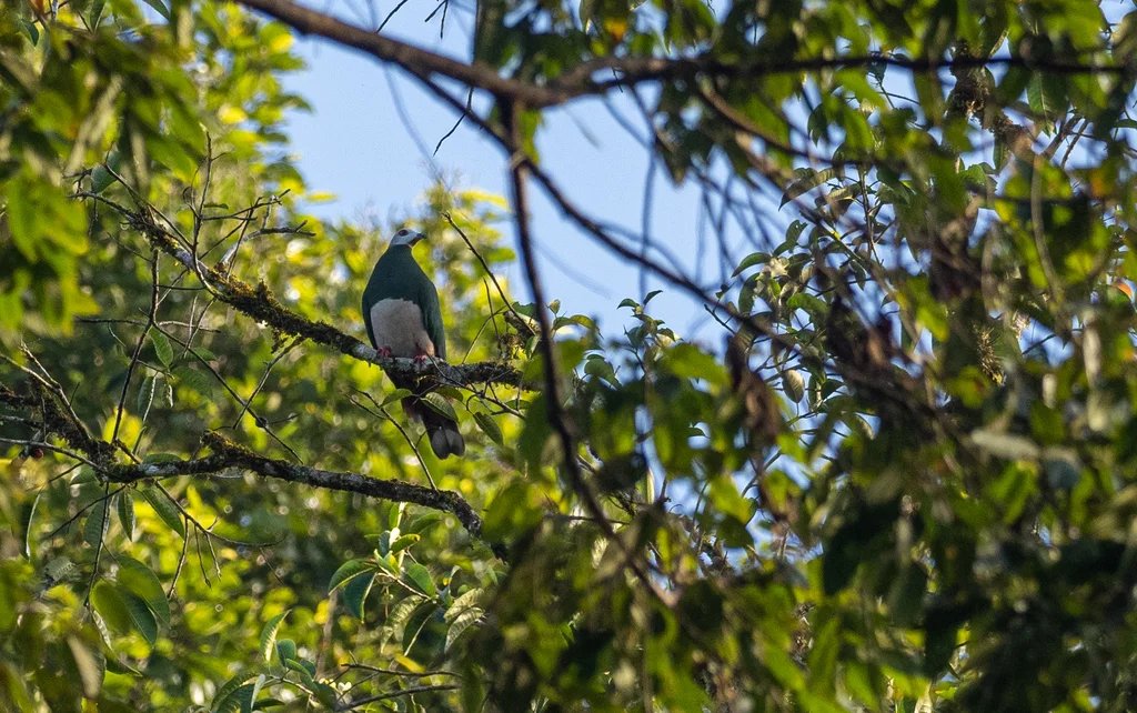 红腹皇鸠(Ducula poliocephala)