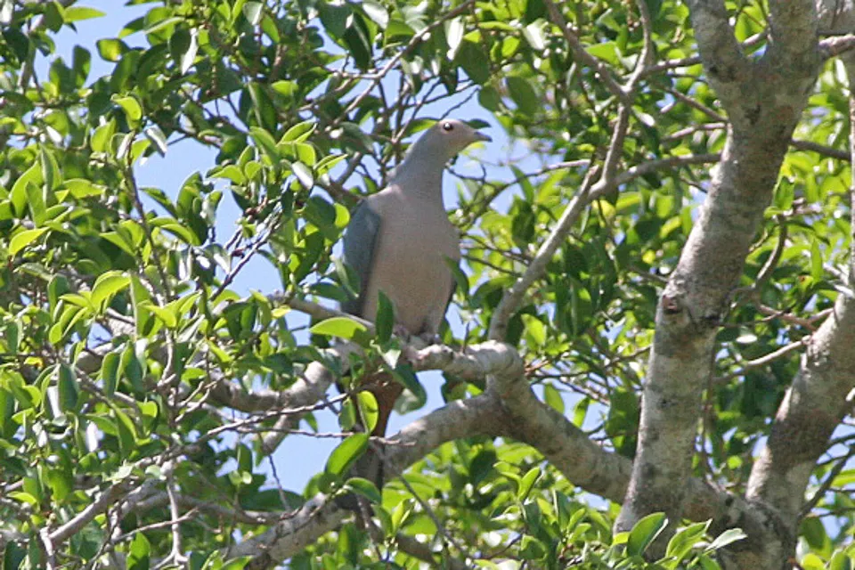 粉头皇鸠(Ducula rosacea)
