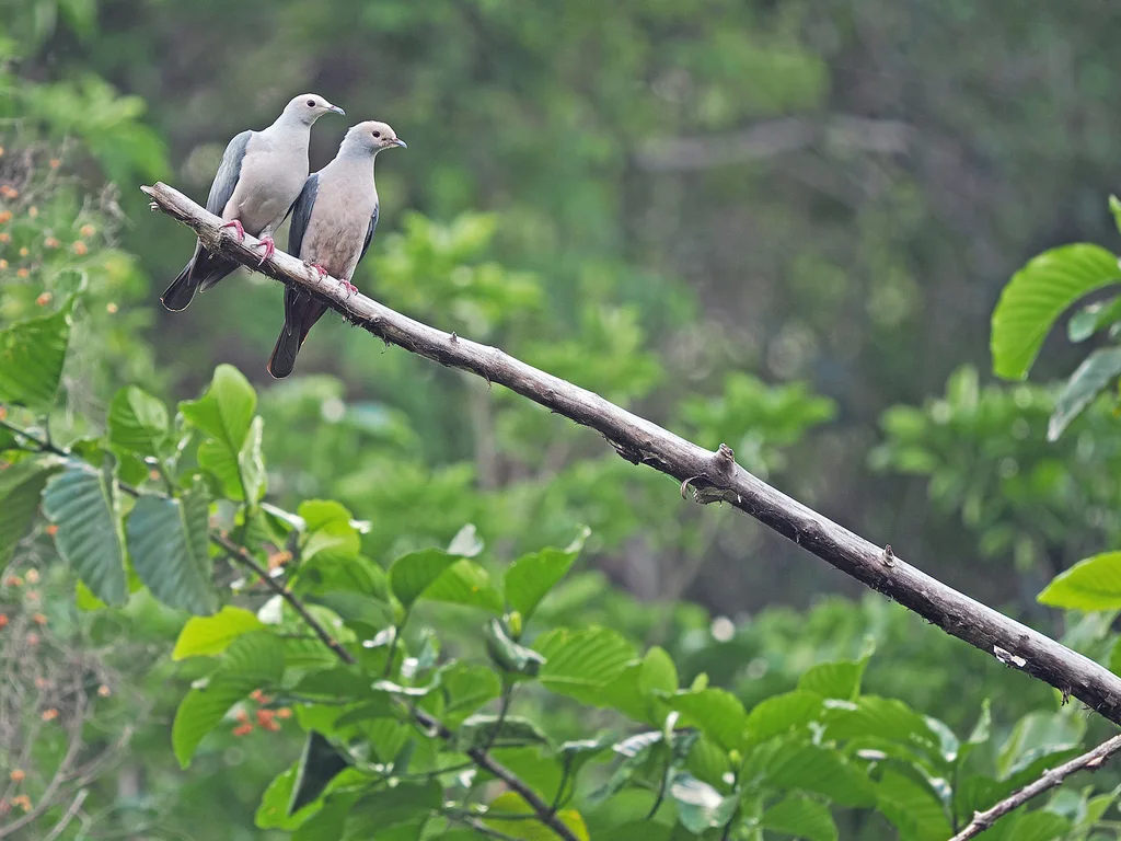 粉头皇鸠(Ducula rosacea)