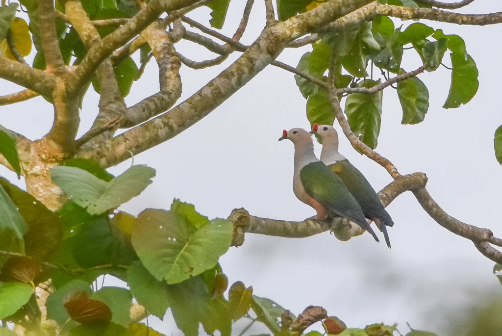 红疣皇鸠(Ducula rubricera)