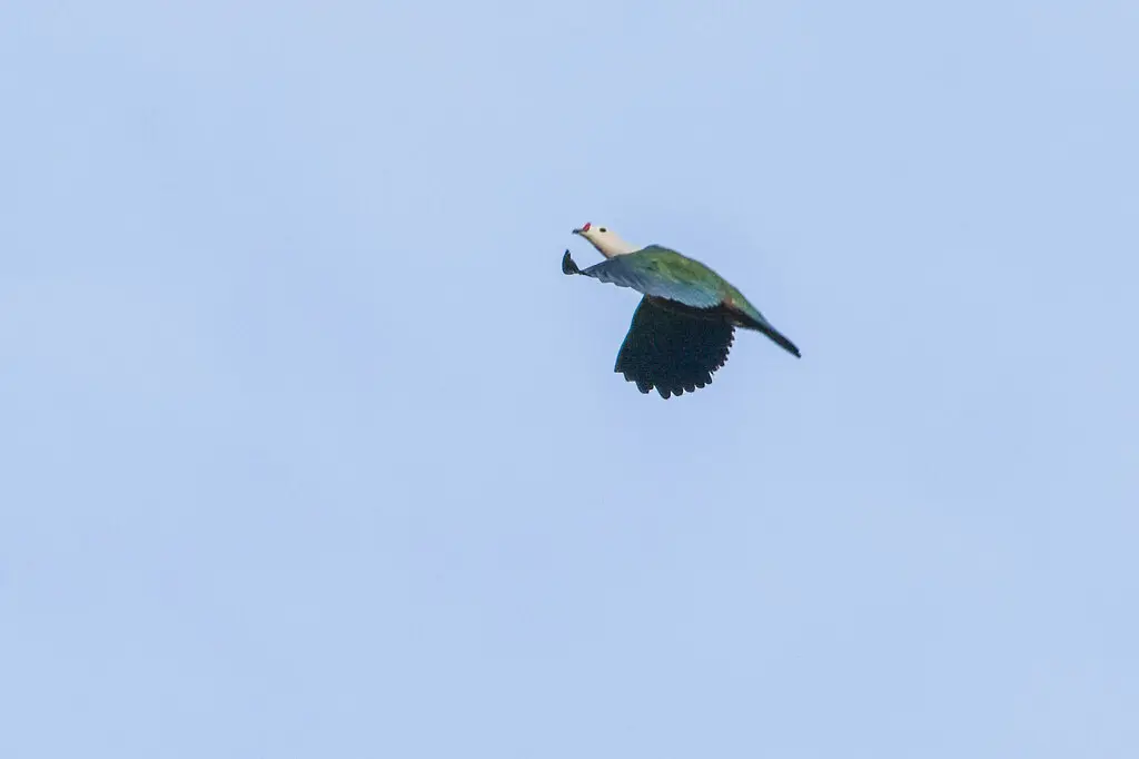 红疣皇鸠(Ducula rubricera)