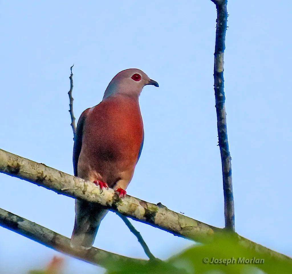 紫尾皇鸠(Ducula rufigaster)