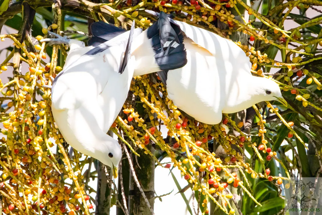 澳洲斑皇鸠(Ducula spilorrhoa)
