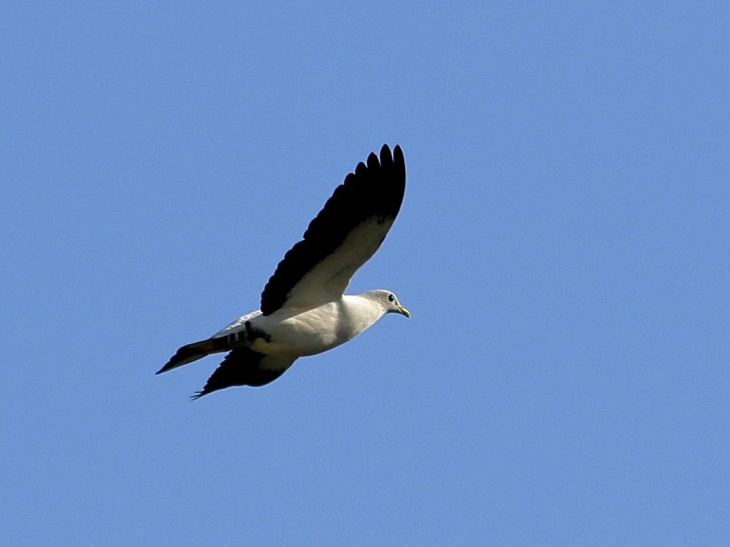 澳洲斑皇鸠(Ducula spilorrhoa)