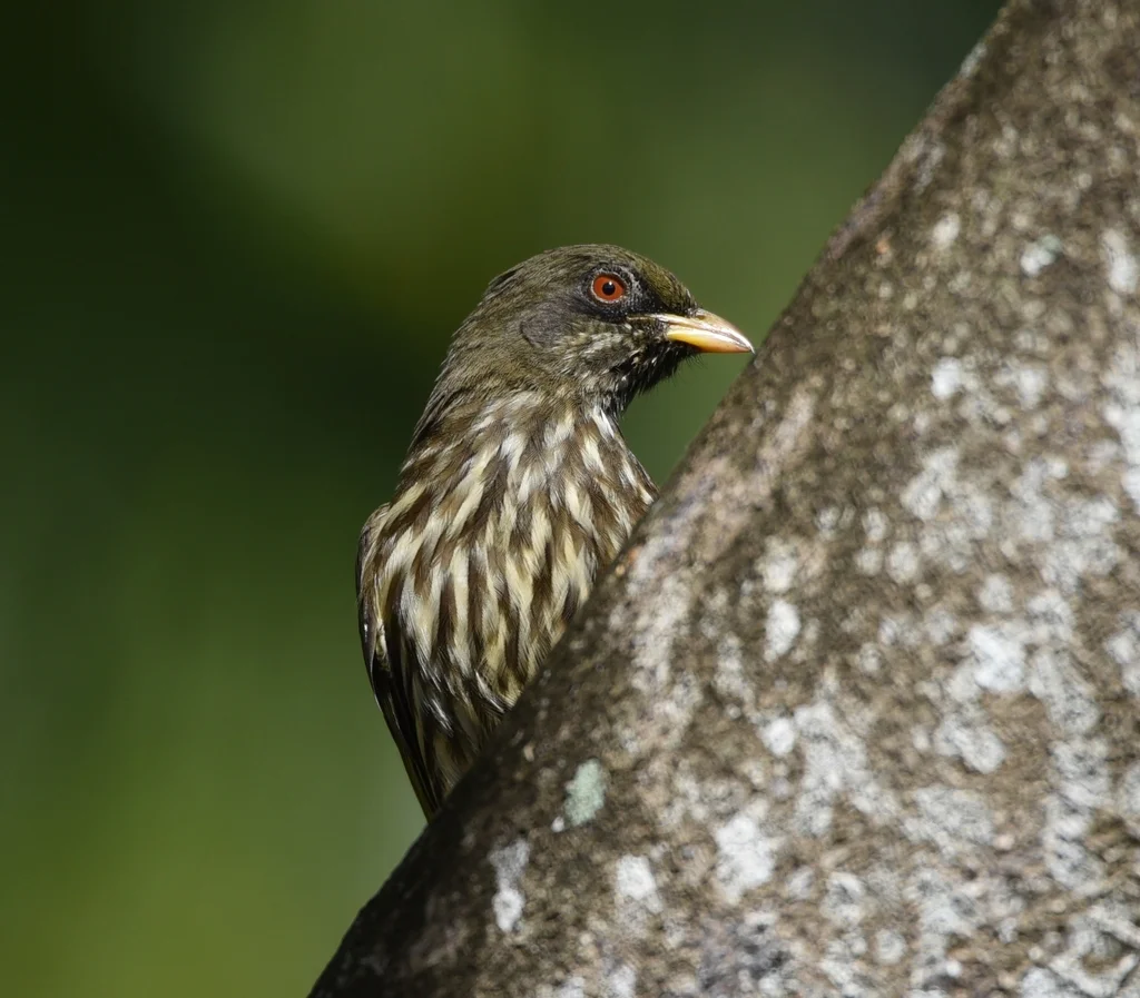 棕榈䳭(Dulus dominicus)