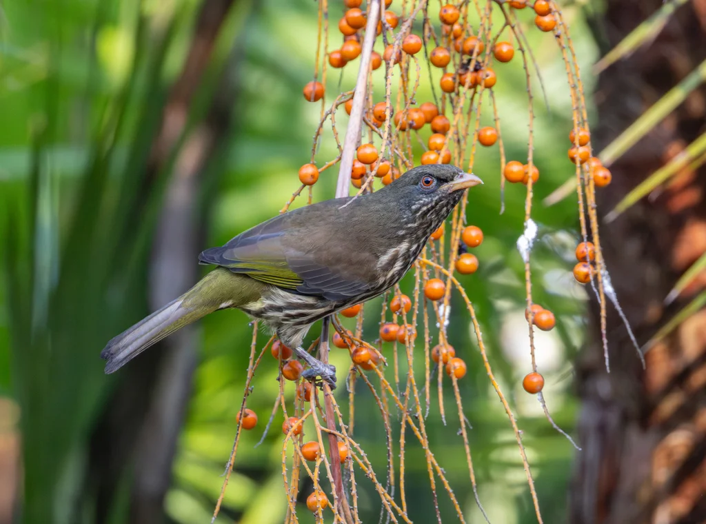 棕榈䳭(Dulus dominicus)