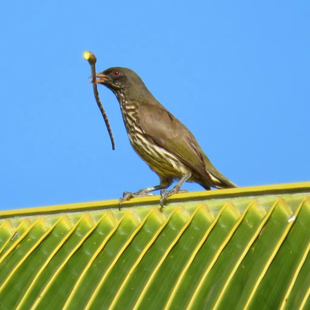 棕榈䳭(Dulus dominicus)