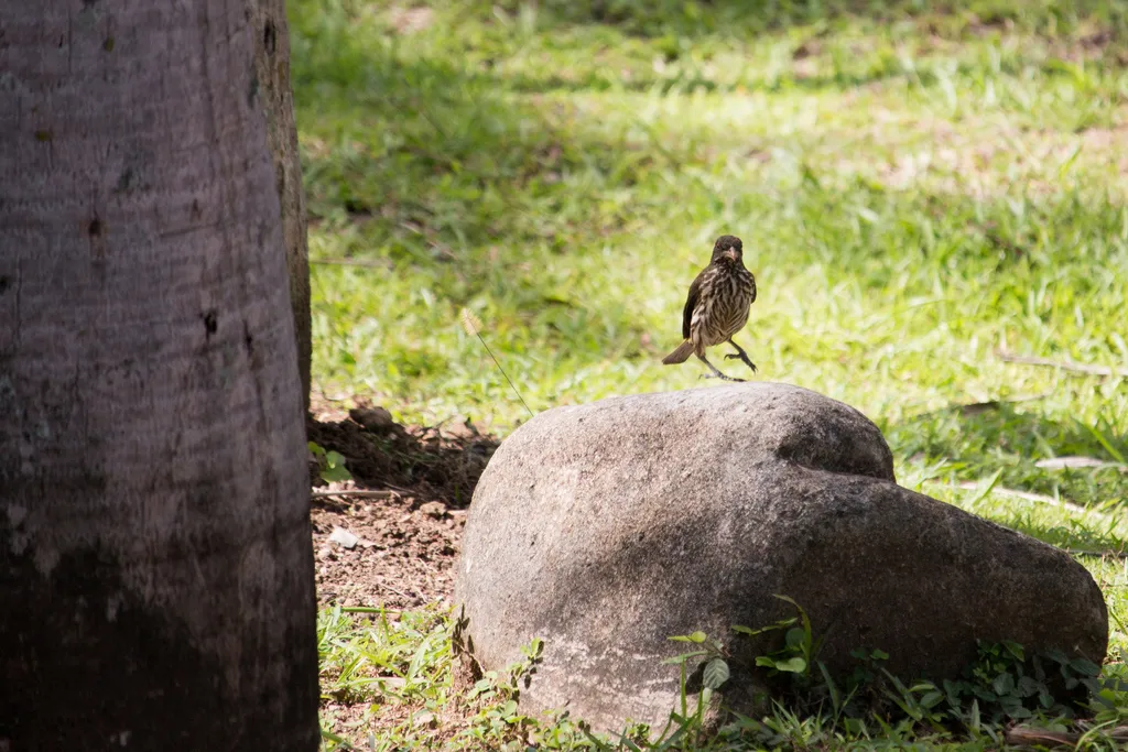 棕榈䳭(Dulus dominicus)