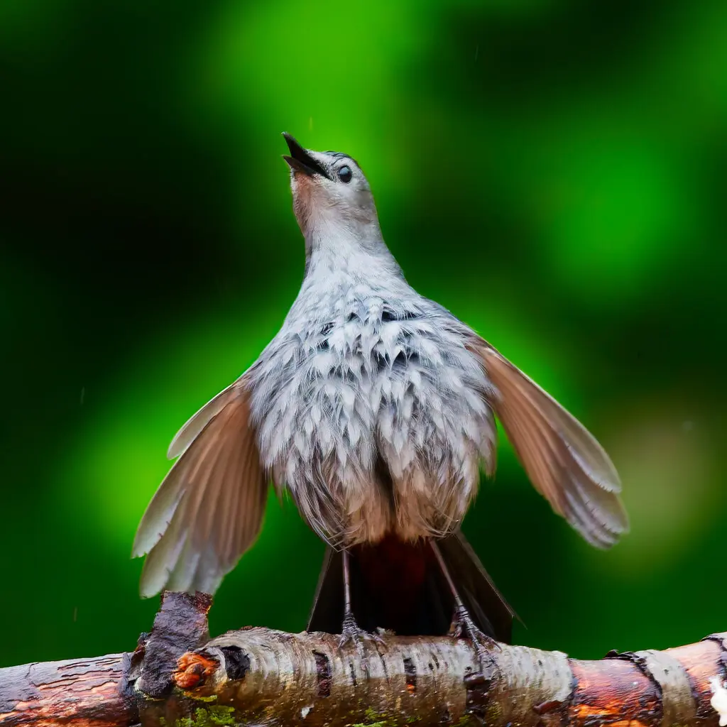 灰嘲鸫（Dumetella carolinensis）