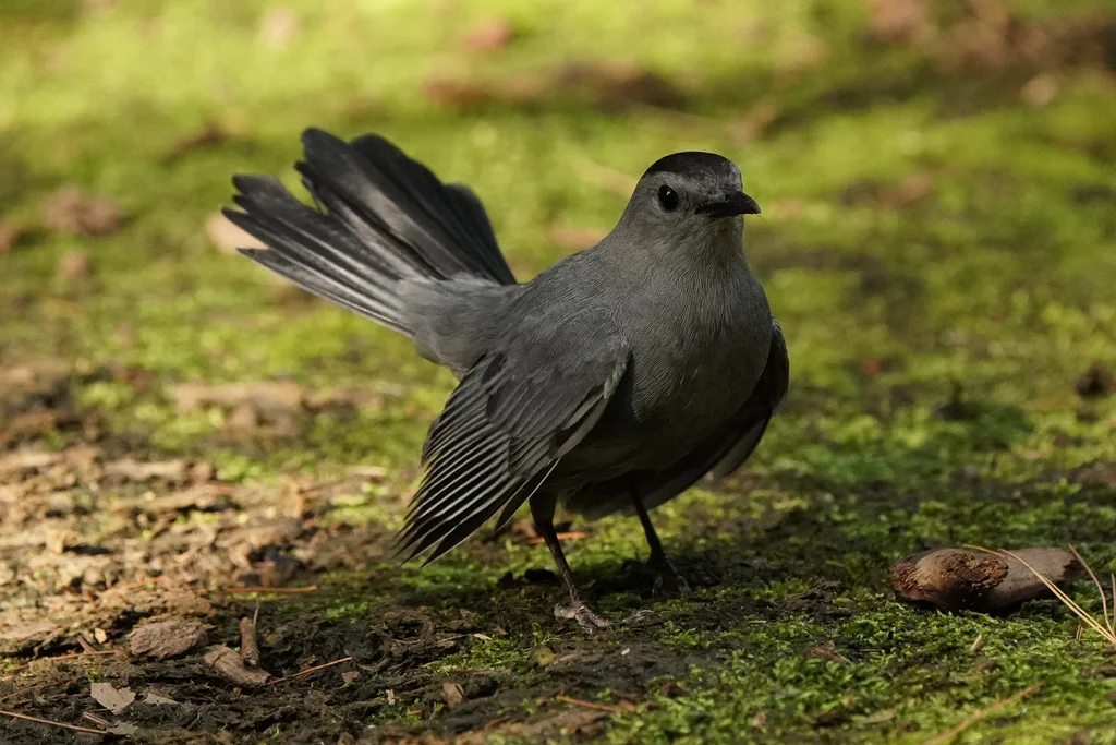 灰嘲鸫（Dumetella carolinensis）