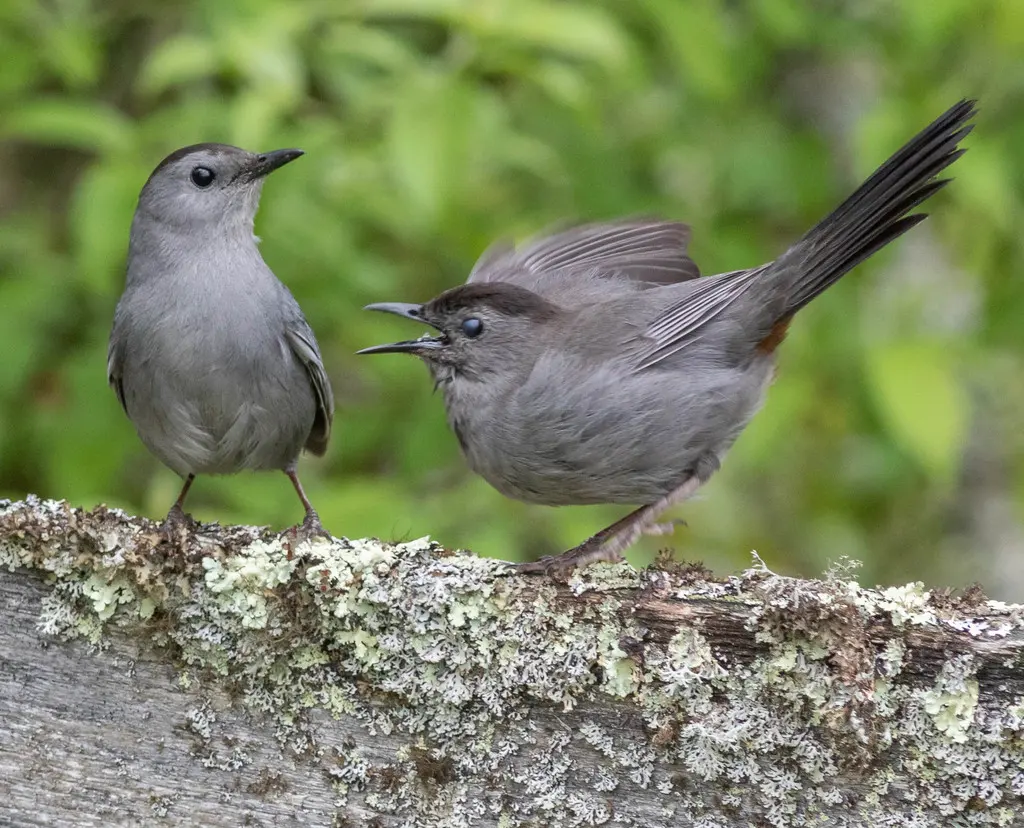 灰嘲鸫（Dumetella carolinensis）