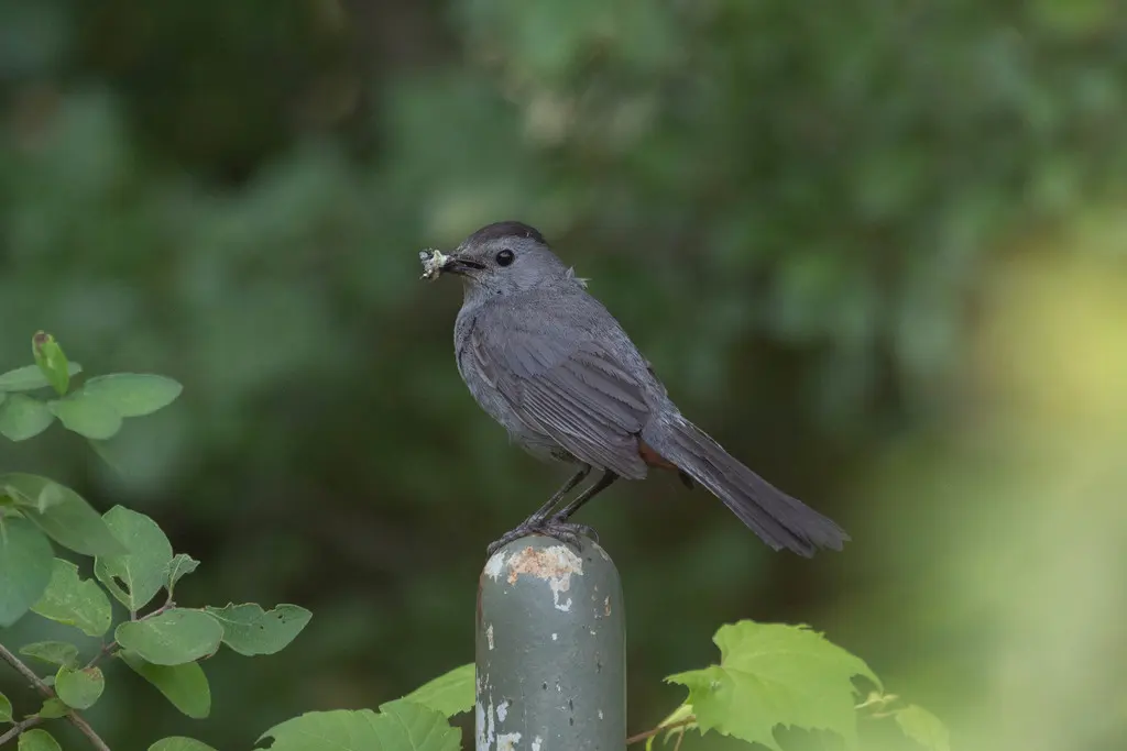 灰嘲鸫（Dumetella carolinensis）