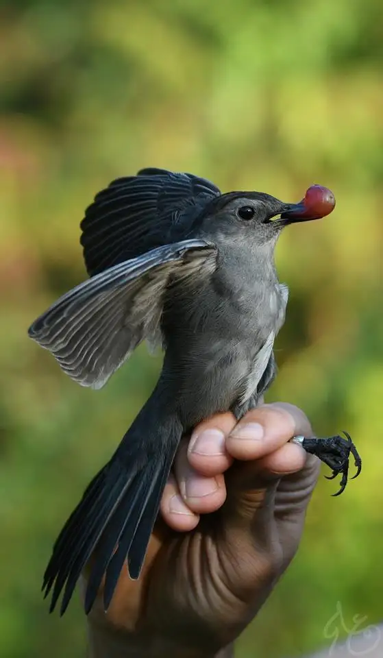 灰嘲鸫（Dumetella carolinensis）