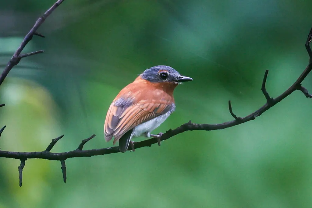 栗色疣眼鹟(Dyaphorophyia castanea)