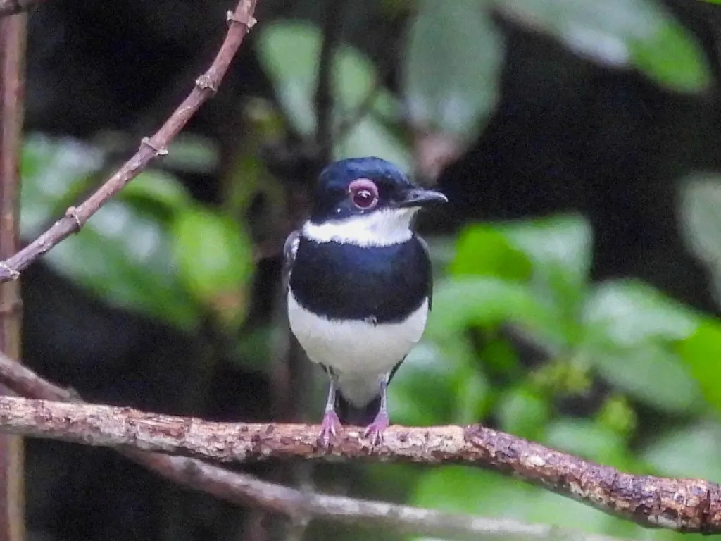 栗色疣眼鹟(Dyaphorophyia castanea)