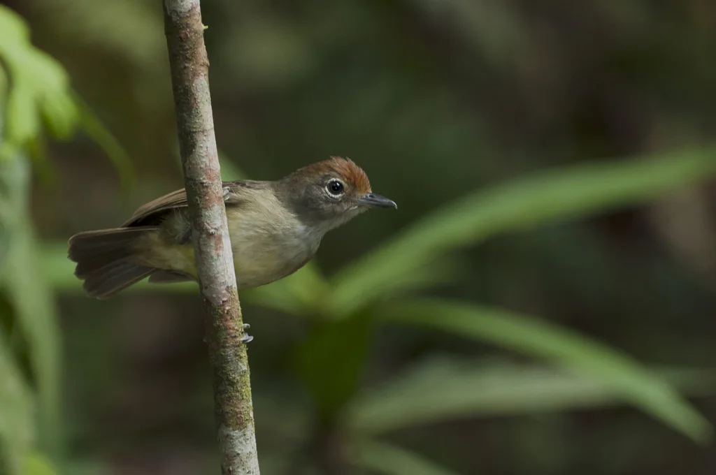 淡色蚁鵙(Dysithamnus mentalis)