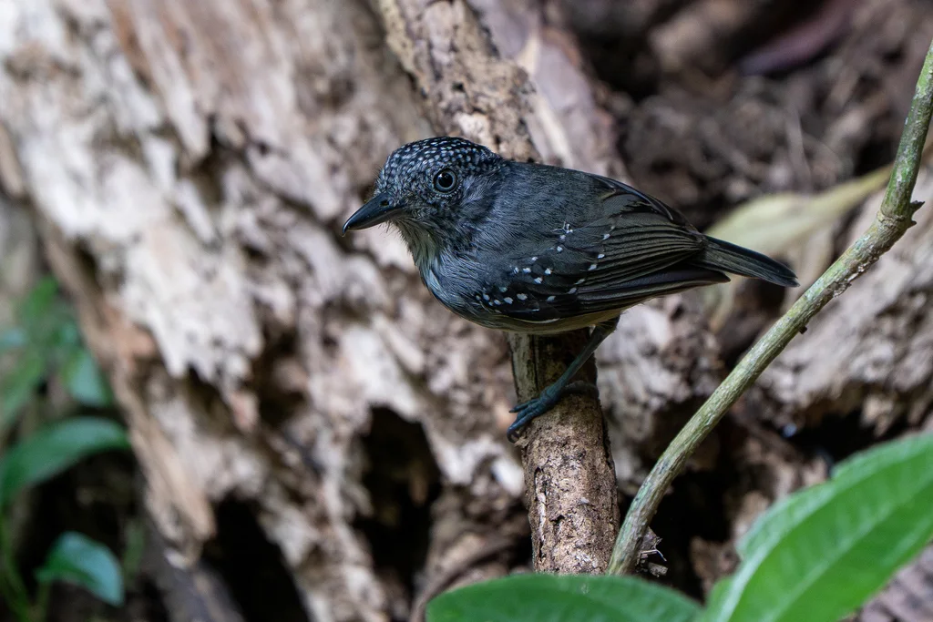 斑点冠蚁鵙(Dysithamnus puncticeps)