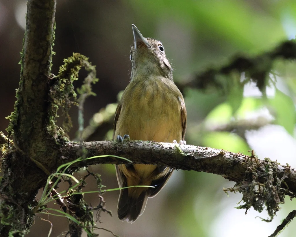 斑点冠蚁鵙(Dysithamnus puncticeps)