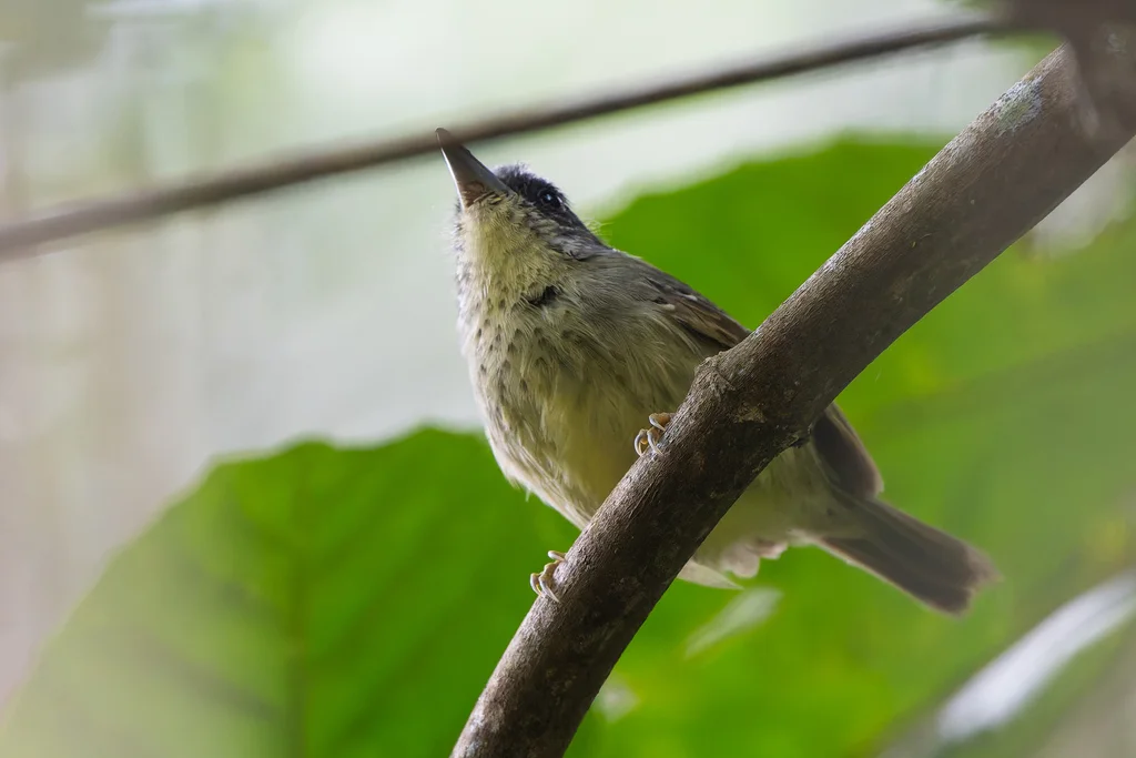 斑胸蚁鵙(Dysithamnus stictothorax)