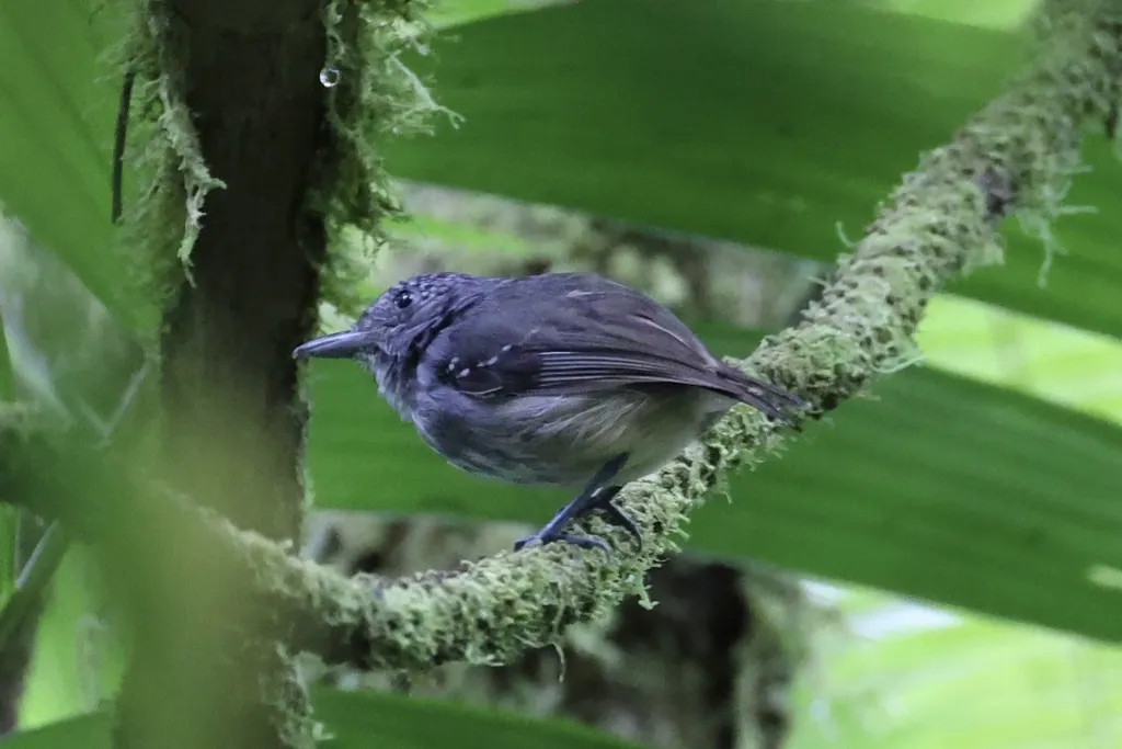 纹冠蚁鵙(Dysithamnus striaticeps)