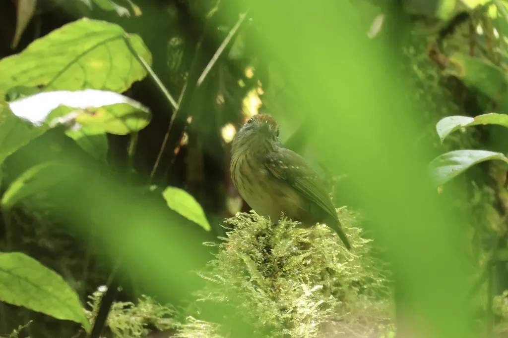 纹冠蚁鵙(Dysithamnus striaticeps)