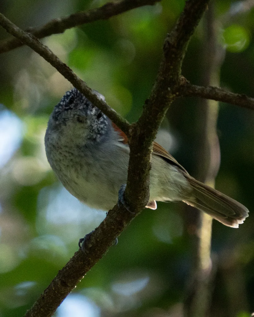 棕背蚁鵙(Dysithamnus xanthopterus)