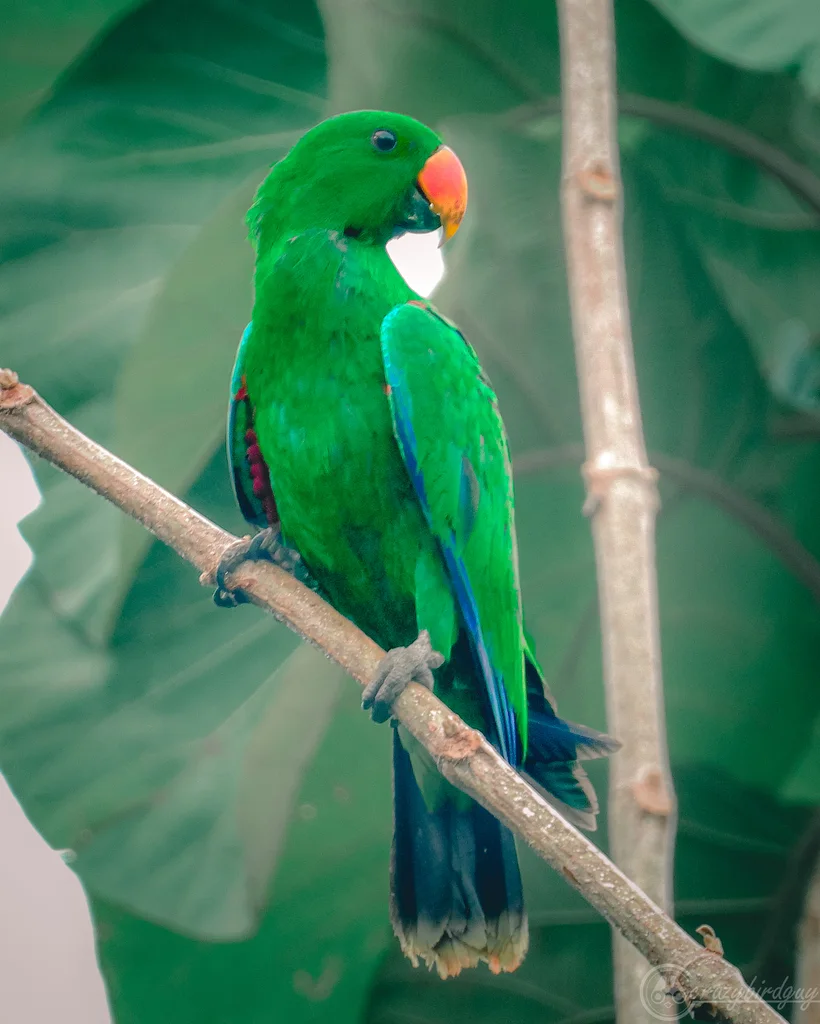 巴布亚红胁绿鹦鹉(Eclectus polychloros)