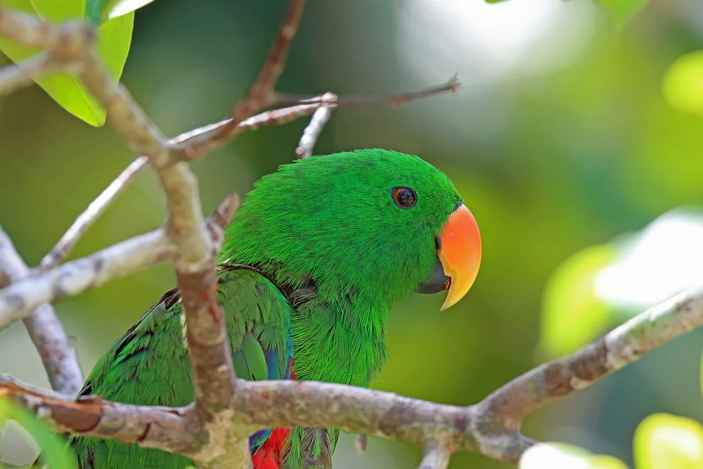 巴布亚红胁绿鹦鹉(Eclectus polychloros)