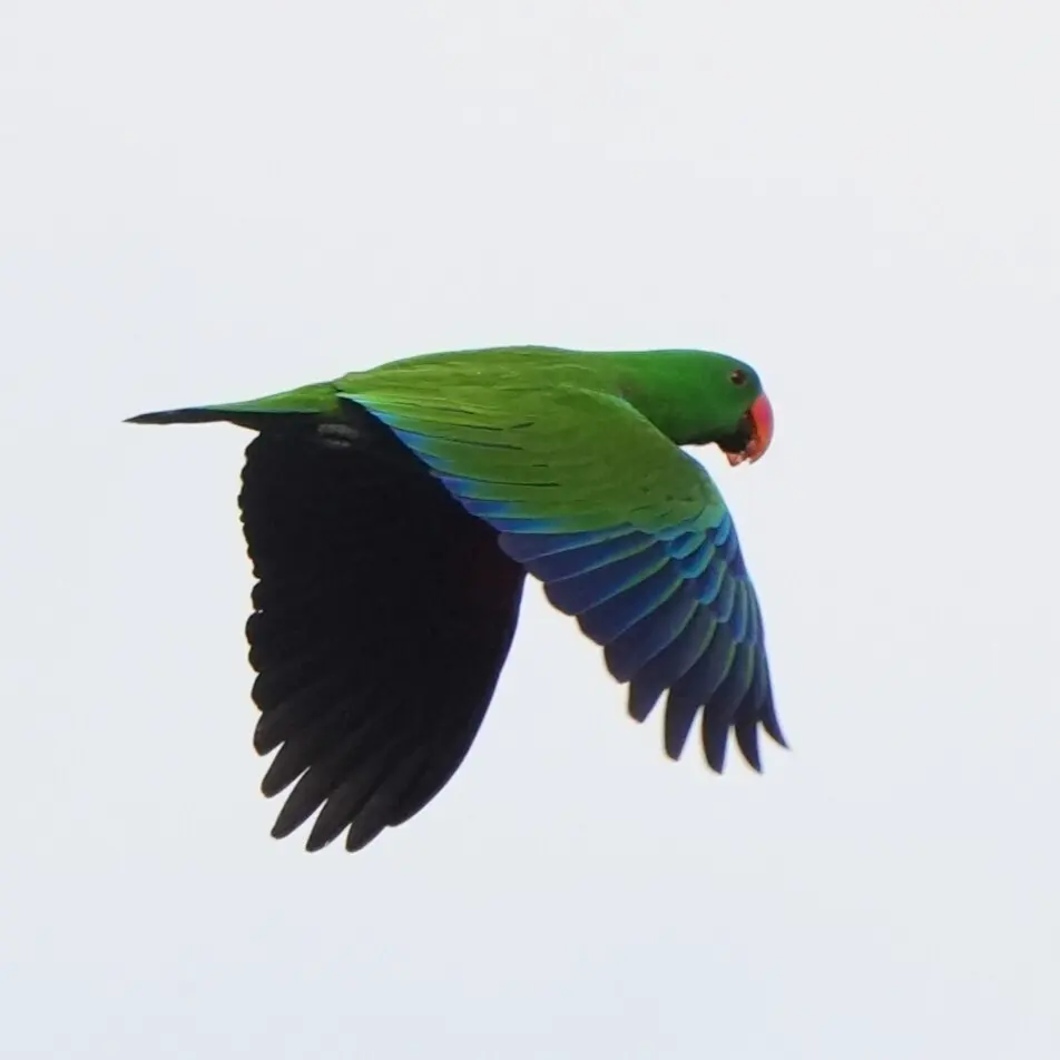 巴布亚红胁绿鹦鹉(Eclectus polychloros)