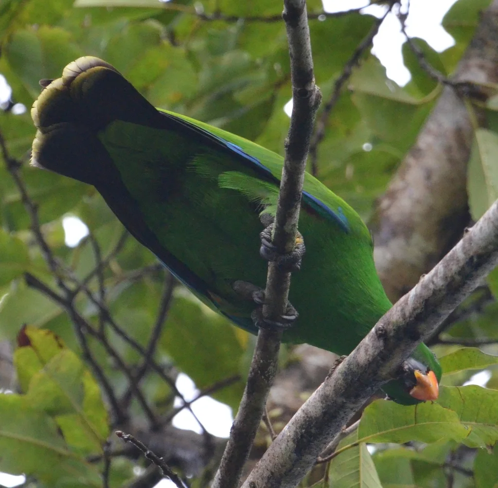 巴布亚红胁绿鹦鹉(Eclectus polychloros)