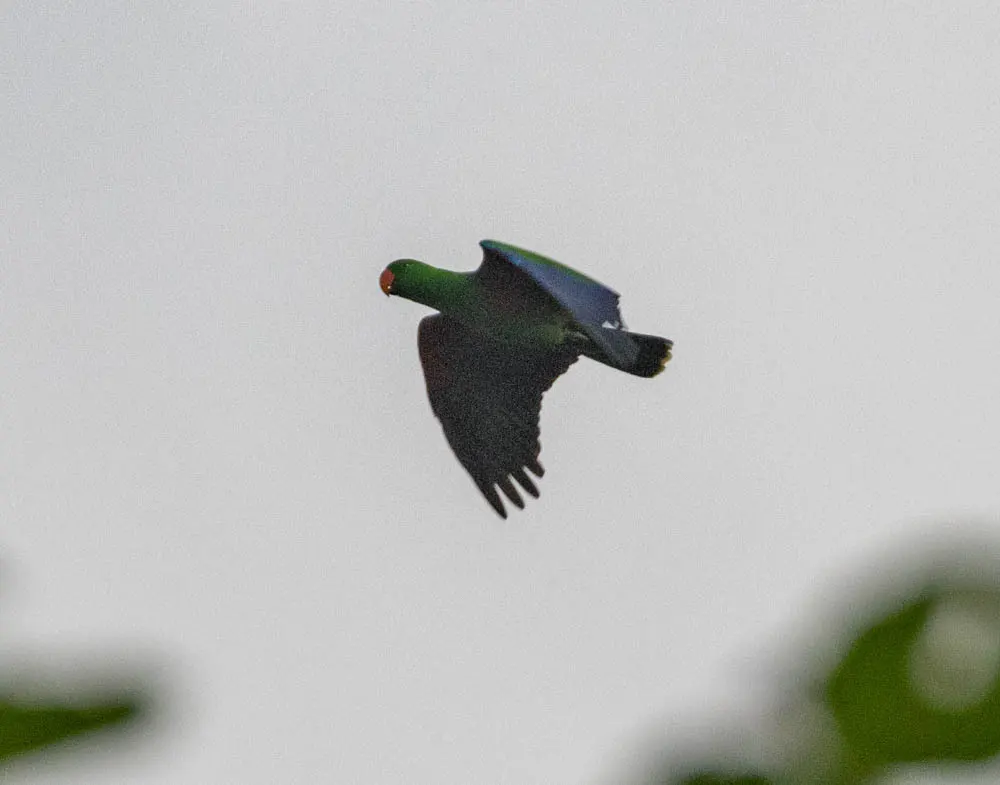红胁绿鹦鹉(Eclectus roratus)