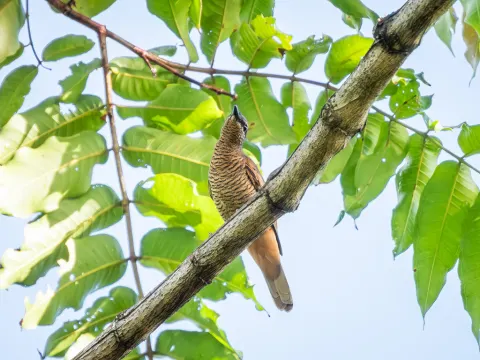 北摩鹿加鹃鵙