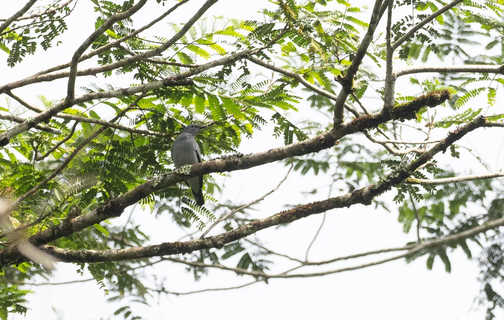 黑胸鹃鵙(Edolisoma mindanense)