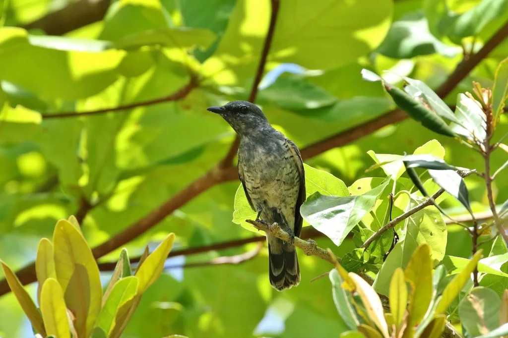 帕劳鹃鵙(Edolisoma monacha)