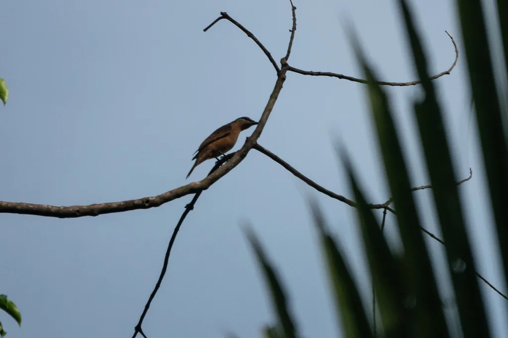灰顶鹃鵙（Edolisoma remotum）