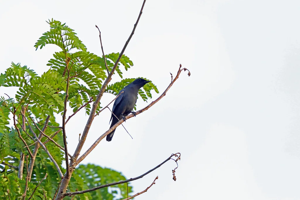 灰头鹃鵙(Edolisoma schisticeps)