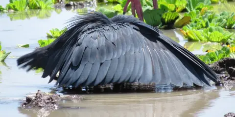 黑鹭