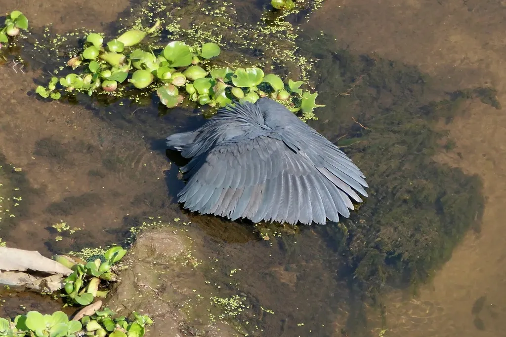 黑鹭(Egretta ardesiaca)