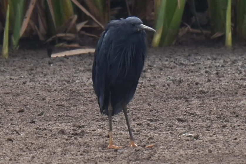 黑鹭(Egretta ardesiaca)