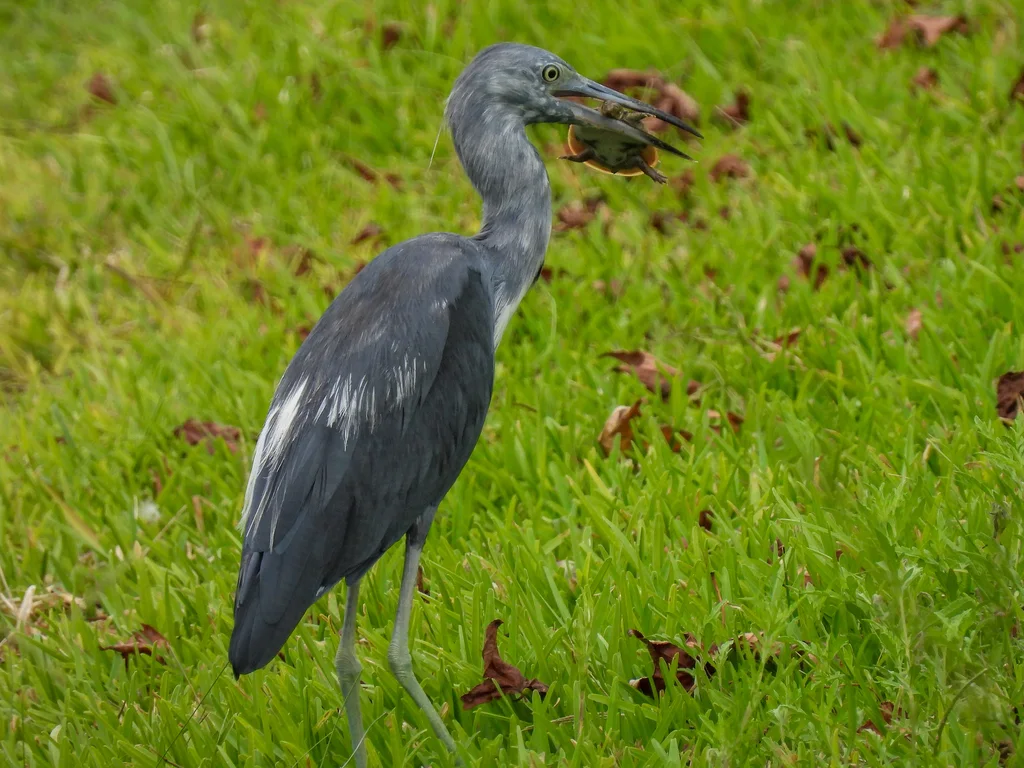 小蓝鹭(Egretta caerulea)