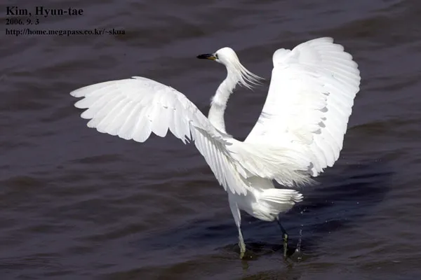 黄嘴白鹭(Egretta eulophotes)