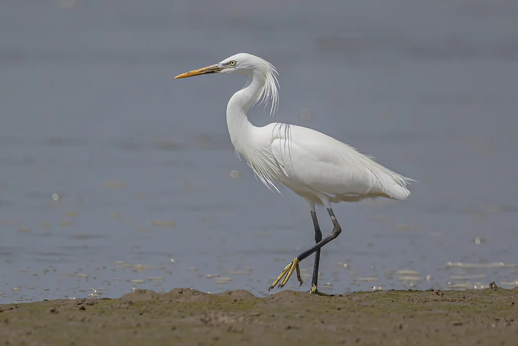 黄嘴白鹭(Egretta eulophotes)