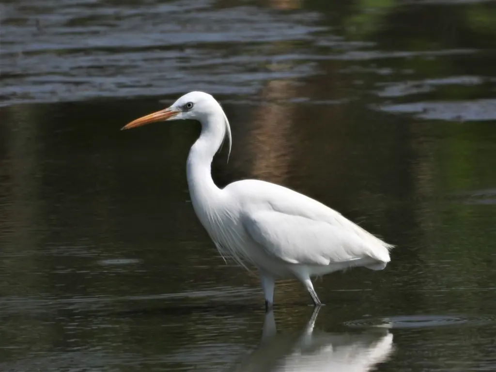 黄嘴白鹭(Egretta eulophotes)
